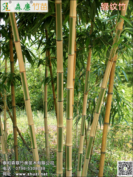 绿纹竹