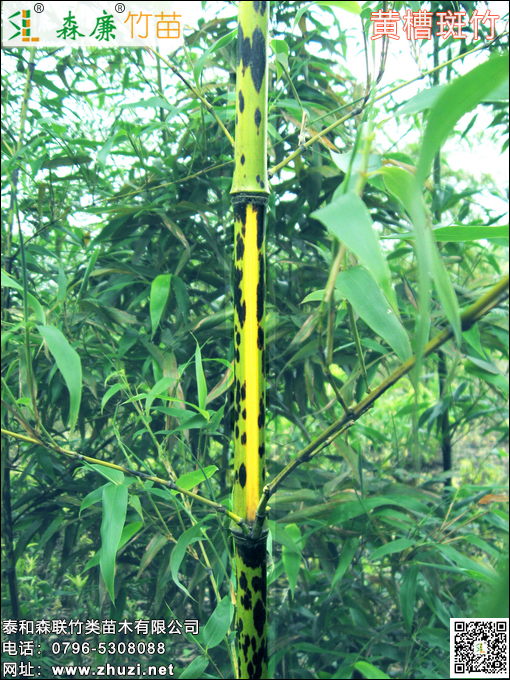 黄槽斑竹