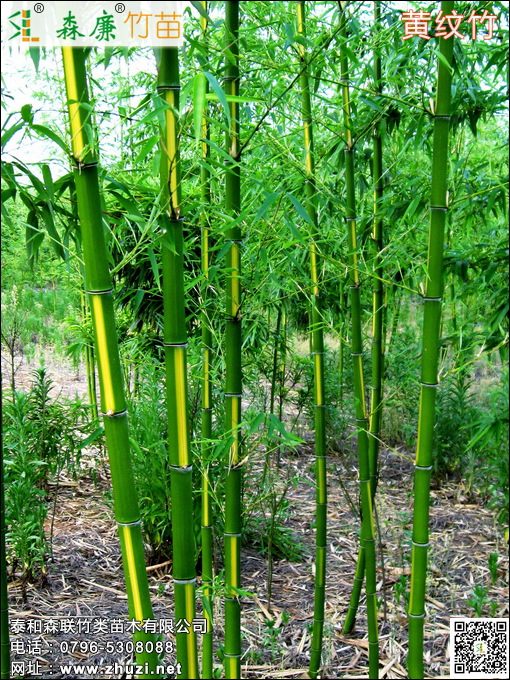 黄纹竹