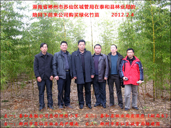 湖南省郴州市苏仙区城管局前来购买绿化竹苗