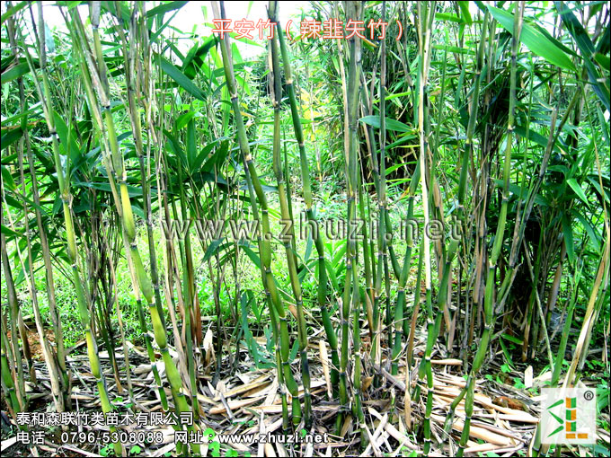 混生竹类生物学特性