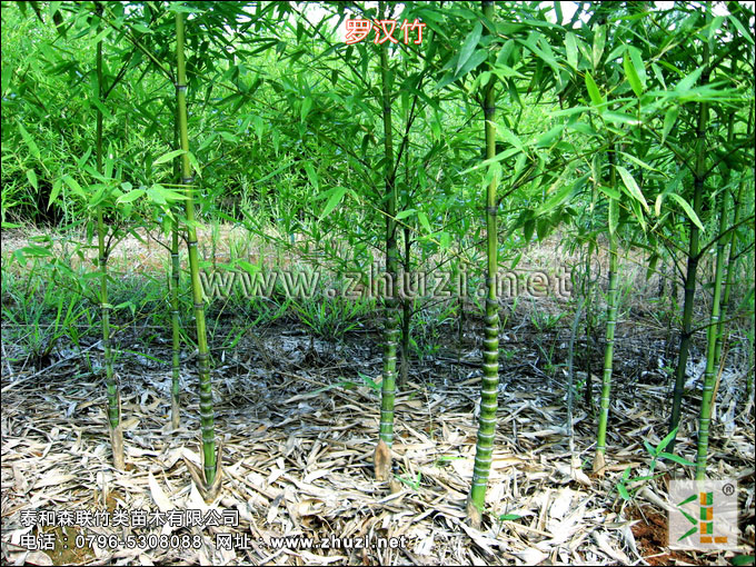 散生竹类生物学特性