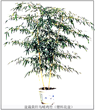 观赏竹盆栽管理技术
