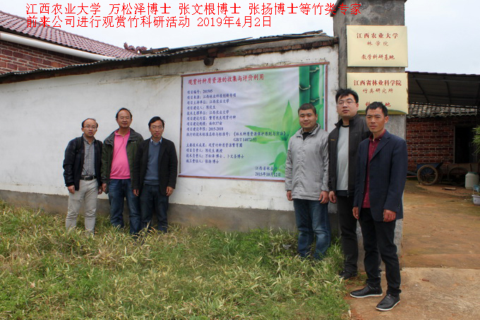 江西农业大学竹类专家前来公司进行观赏竹科研活动
