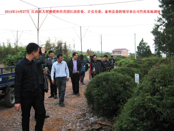 2014年11月27日 江西农大罗教授和共青团江西省委、吉安市委、泰和县委的领导来公司竹苗基地调研