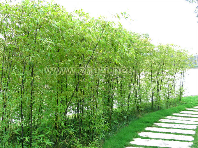 斑竹应用于公园绿化