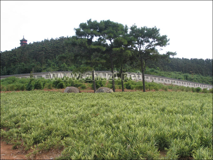 菲白竹用作地被绿化