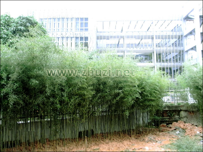 黄槽竹应用于深圳市小区绿化