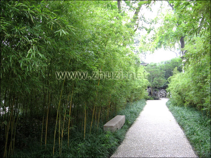 扬州个园中的金镶玉竹景观