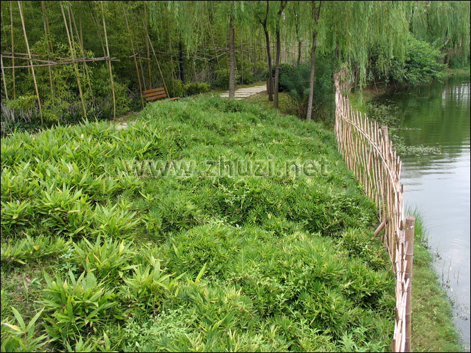 地被竹用作河岸护坡