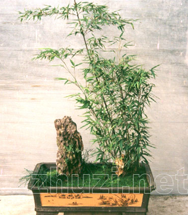 竹盆景