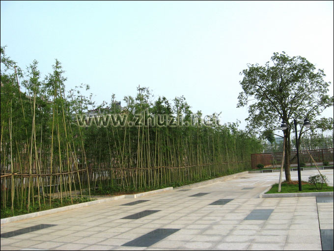 竹子应用于广场绿化